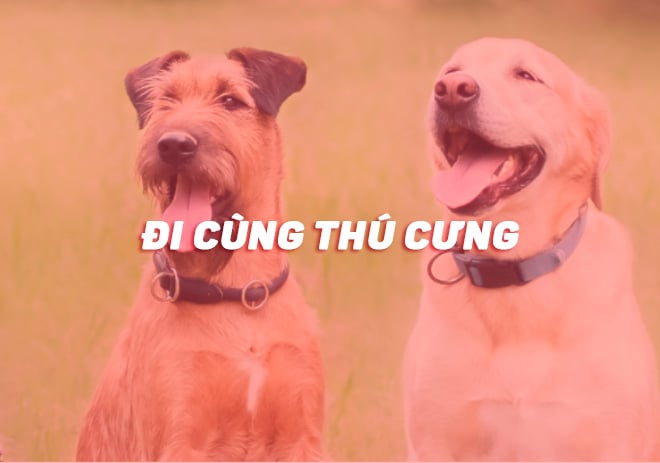 CHÍNH SÁCH ĐI CÙNG THÚ CƯNG